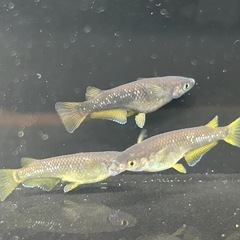 オランジェメダカ針子〜若魚サイズ10匹セット【MARUEメダカ】
