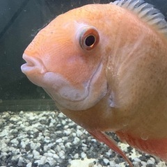ゴールデンセベラム　20〜25cmの画像