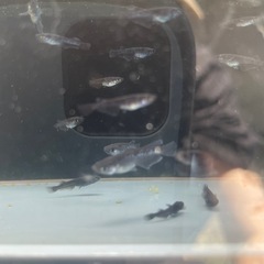 メダカ　ルーナ黒×ミッドナイトフリル　稚魚〜幼魚　20匹＋aの画像