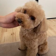 一緒に暮らしてくださる方を探しています