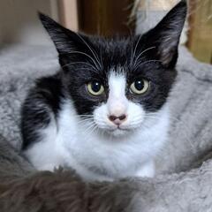 大人しいハチワレ子猫美男子です　お話中です