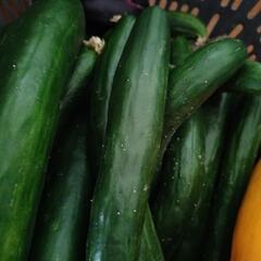 農薬不使用★大きめきゅうり10本！の画像
