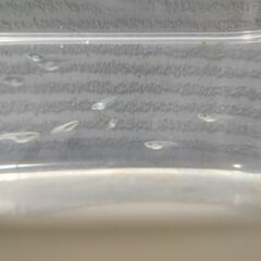 メダカ(幹之)の若魚もしくは幼魚1匹ずつ20円の画像