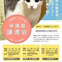 お目々まんまる白猫ちゃん※個別面会可能です - 里親募集