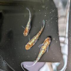 メダカ　菊銀紅玉　1ペア＋1の画像