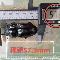 ①確実に本物100%純血です！  正真正銘(鶴原yasukong)血統！能勢YG866系の血筋累代幼虫を販売します。yasukong血統の血しか入っていません！3匹 3500円です。の画像
