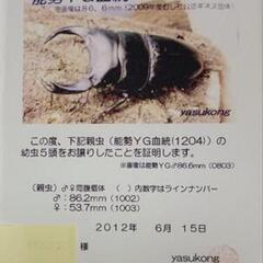 ①確実に本物100%純血です！  正真正銘(鶴原yasukong)血統！能勢YG866系の血筋累代幼虫を販売します。yasukong血統の血しか入っていません！3匹 3500円です。の画像