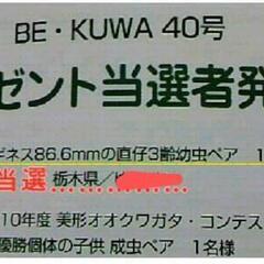 ①確実に本物100%純血です！  正真正銘(鶴原yasukong)血統！能勢YG866系の血筋累代幼虫を販売します。yasukong血統の血しか入っていません！3匹 3500円です。の画像