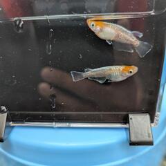 【ビーンズ様ブリード極上種親】アマテラス（紅白）めだかの有精卵 30個　 メダカの卵　　天照　オリジアスの画像