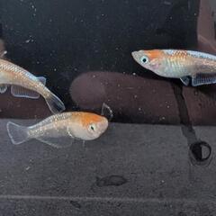 【ビーンズ様ブリード極上種親】アマテラス（紅白）めだかの有精卵 30個　 メダカの卵　　天照　オリジアスの画像