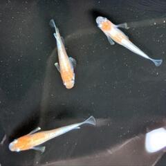 【ビーンズ様ブリード極上種親】アマテラス（紅白）めだかの有精卵 30個　 メダカの卵　　天照　オリジアスの画像