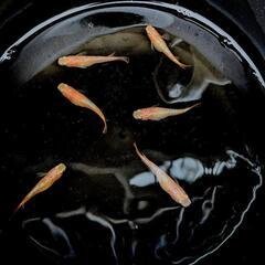 さくら めだか メダカの画像