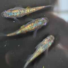 ネプチューン　メダカの画像
