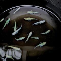 緑光 めだか メダカの画像