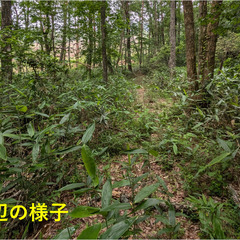 №I620【広島県廿日市市吉和字妙音寺原】山林1筆あげます！