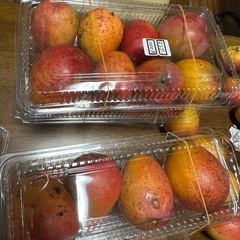 セール❣️ミニマンゴー格安❣️早い者勝ち❣️
の画像