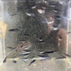 ミッドナイトフリル漆黒メダカの画像