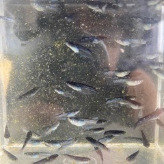 ミッドナイトフリル漆黒メダカの画像