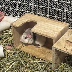 生後 2 か月未満の若いオスのモルモットを養子縁組できます