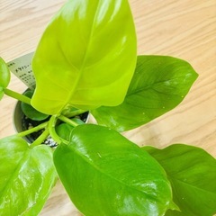 大株 フィロデンドロン　メリノニーゴールド　鉢ごとの画像