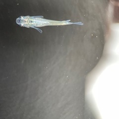 【メダカ屋　恵作めだか】　ゴブリン　写真は現物　ランダムに撮影　若魚　1匹300円の画像