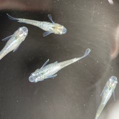 【メダカ屋　恵作めだか】　ゴブリン　写真は現物　ランダムに撮影　若魚　1匹300円の画像