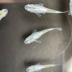 【メダカ屋　恵作めだか】　ゴブリン　写真は現物　ランダムに撮影　若魚　1匹300円の画像