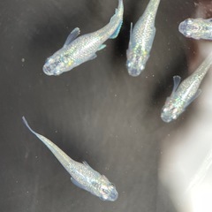 【メダカ屋　恵作めだか】　ゴブリン　写真は現物　ランダムに撮影　若魚　1匹300円の画像