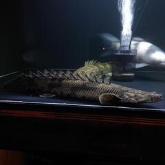 ポリプテルス　エンドリケリー　ファラナ産の画像