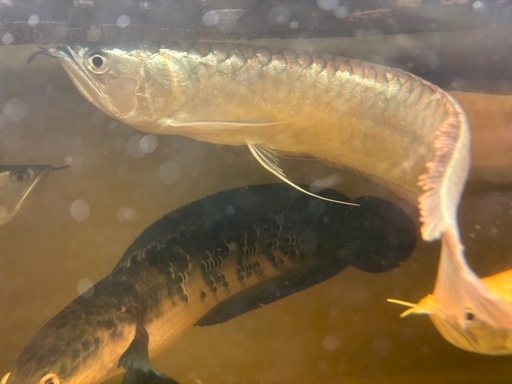 シルバーアロワナ、アルビノシルバーアロワナ2匹セット 7月18日までの出品