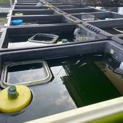 🐟🐟🐟格安メダカです🐟🐟🐟