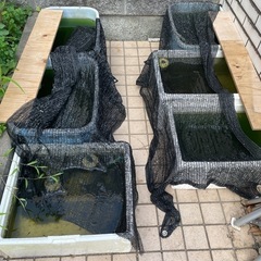 🐟🐟🐟格安メダカです🐟🐟🐟の画像