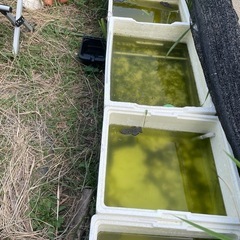 🐟🐟🐟格安メダカです🐟🐟🐟の画像