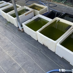 🐟🐟🐟格安メダカです🐟🐟🐟の画像