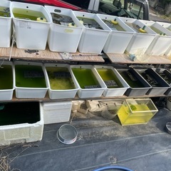 🐟🐟🐟格安メダカです🐟🐟🐟の画像