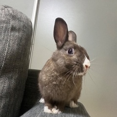 ミニウサギ1才4ヶ月♀