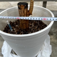 綺麗　白　プランターの画像