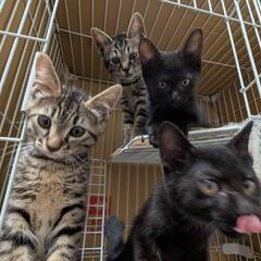 可愛い子猫たち