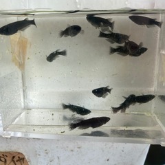 オロチメダカの画像