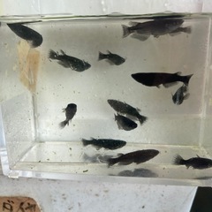 オロチメダカの画像