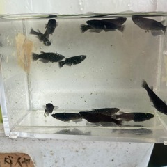オロチメダカの画像