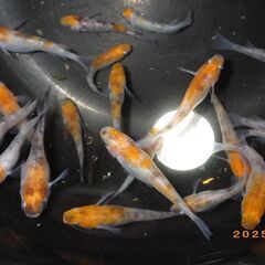 坂出3色メダカから産まれたダルマ（5匹）の画像
