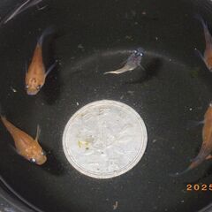 坂出3色メダカから産まれたダルマ（5匹）の画像
