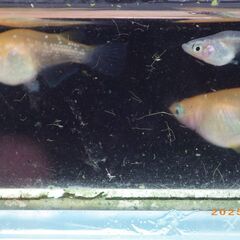 坂出3色メダカから産まれたダルマ（5匹）の画像