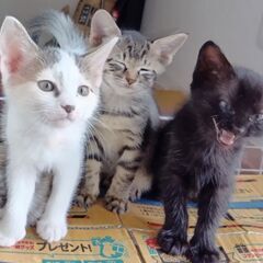 ４兄弟の仲良しねこちゃん