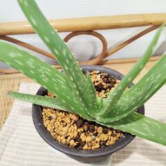 観葉植物の画像