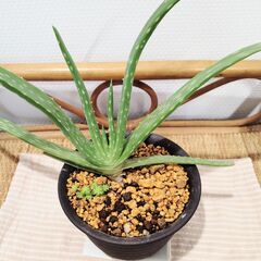 観葉植物の画像