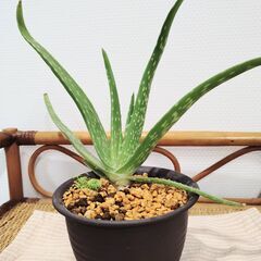 観葉植物の画像