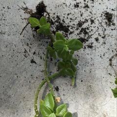 多肉植物　ベビーサンローズ　②の画像