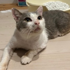 穏やかでやさしい男の子